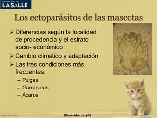 Los ectoparásitos de las mascotas 
 Diferencias según la localidad 
de procedencia y el estrato 
socio- económico 
 Cambio climático y adaptación 
 Las tres condiciones más 
frecuentes: 
– Pulgas 
– Garrapatas 
– Ácaros 
(Benavides, 2014©) 
 
