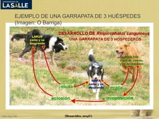 EJEMPLO DE UNA GARRAPATA DE 3 HUÉSPEDES 
(Imagen: O Barriga) 
(Benavides, 2014©) 
 