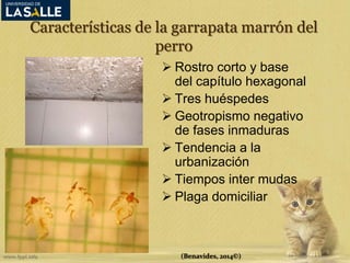 Características de la garrapata marrón del 
perro 
 Rostro corto y base 
del capítulo hexagonal 
 Tres huéspedes 
 Geotropismo negativo 
de fases inmaduras 
 Tendencia a la 
urbanización 
 Tiempos inter mudas 
 Plaga domiciliar 
(Benavides, 2014©) 
 