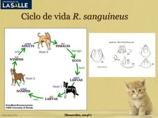 Ciclo de vida R. sanguineus 
(Benavides, 2014©) 
 