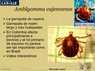 Amblyomma cajennense 
 La garrapata de cayena 
 Garrapata de rostro 
largo y tres huéspedes 
 En Colombia afecta 
principalmente a 
bovinos y el rol primario 
de equinos no parece 
ser tan importante como 
en Brasil 
 Valles interandinos 
(Benavides, 2014©) 
 