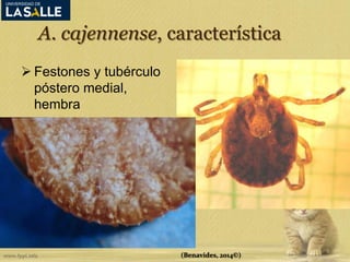 A. cajennense, característica 
 Festones y tubérculo 
póstero medial, 
hembra 
(Benavides, 2014©) 
 