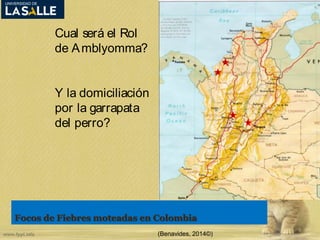 Focos de Fiebres moteadas en Colombia 
(Benavides, 2014©) 
Cual será el Rol 
de Amblyomma? 
2 
3 
Y la domiciliación 
por la garrapata 
4 
del perro? 1 
 