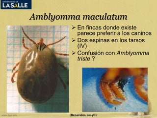 Amblyomma maculatum 
 En fincas donde existe 
parece preferir a los caninos 
 Dos espinas en los tarsos 
(IV) 
 Confusión con Amblyomma 
triste ? 
(Benavides, 2014©) 
 