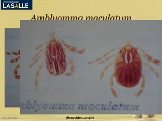 Amblyomma maculatum 
(Benavides, 2014©) 
 