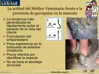 La actitud del Médico Veterinario frente a la 
presencia de garrapatas en la mascota 
 La tendencia más 
generalizada es 
rápidamente quitar el 
parásito de la vista del 
cliente 
 Formulación del 
antiparasitario 
 Poca experiencia en la 
búsqueda de estadios 
inmaduros 
 Pocos intentos por 
identificar la especie 
 No se hace el abordaje 
domiciliar 
(Benavides, 2014©) 
 