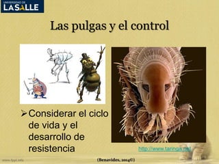 Las pulgas y el control 
Considerar el ciclo 
de vida y el 
desarrollo de 
resistencia 
(Benavides, 2014©) 
http://www.taringa.net 
 