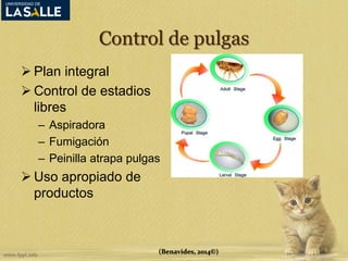 Control de pulgas 
 Plan integral 
 Control de estadios 
libres 
– Aspiradora 
– Fumigación 
– Peinilla atrapa pulgas 
 Uso apropiado de 
productos 
(Benavides, 2014©) 
 