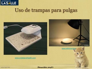 Uso de trampas para pulgas 
(Benavides, 2014©) 
www.ondietandhealth.com 
www.wikihow.com 
 