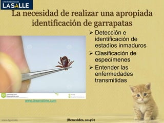 La necesidad de realizar una apropiada 
identificación de garrapatas 
 Detección e 
identificación de 
estadios inmaduros 
 Clasificación de 
especímenes 
 Entender las 
enfermedades 
transmitidas 
(Benavides, 2014©) 
www.dreamstime.com 
 