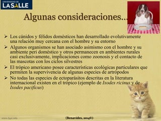 Algunas consideraciones… 
 Los cánidos y félidos domésticos han desarrollado evolutivamente 
una relación muy cercana con el hombre y su entorno 
 Algunos organismos se han asociado asimismo con el hombre y su 
ambiente peri doméstico y otros permanecen en ambientes rurales 
casi exclusivamente, implicaciones como zoonosis y el contacto de 
las mascotas con los ciclos silvestres 
 El trópico americano posee características ecológicas particulares que 
permiten la supervivencia de algunas especies de artrópodos 
 No todas las especies de ectoparásitos descritas en la literatura 
internacional existen en el trópico (ejemplo de Ixodes ricinus y de 
Ixodes pacificus) 
(Benavides, 2014©) 
 
