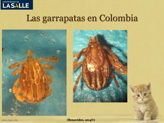 Las garrapatas en Colombia 
(Benavides, 2014©) 
 