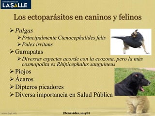 Los ectoparásitos en caninos y felinos 
(Benavides, 2014©) 
Pulgas 
Principalmente Ctenocephalides felis 
Pulex irritans 
Garrapatas 
Diversas especies acorde con la ecozona, pero la más 
cosmopolita es Rhipicephalus sanguineus 
 Piojos 
Ácaros 
Dípteros picadores 
Diversa importancia en Salud Pública 
 