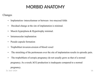 16
MORBID ANATOMY
Changes
– Implantation- intercolumnar or between two mucosal folds
– Decidual change at the site of implantation is minimal.
– Muscle hyperplasia & Hypertrophy minimal.
– Intramuscular implantation
– Pseudo capsule formation
– Trophoblast invasion-erosion of blood vessel
– The stretching of the peritoneum over the site of implantation results in episodic pain.
– The trophoblasts of ectopic pregnancy do not usually grow as that of a normal
pregnancy. As a result, hCG production is inadequate compared to a normal
pregnancy.
31 JULY 2024
 
