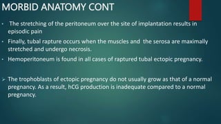MORBID ANATOMY CONT
• The stretching of the peritoneum over the site of implantation results in
episodic pain
• Finally, tubal rapture occurs when the muscles and the serosa are maximally
stretched and undergo necrosis.
• Hemoperitoneum is found in all cases of raptured tubal ectopic pregnancy.
 The trophoblasts of ectopic pregnancy do not usually grow as that of a normal
pregnancy. As a result, hCG production is inadequate compared to a normal
pregnancy.
 