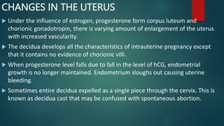 CHANGES IN THE UTERUS
 Under the influence of estrogen, progesterone form corpus luteum and
chorionic gonadotropin, there is varying amount of enlargement of the uterus
with increased vascularity.
 The decidua develops all the characteristics of intrauterine pregnancy except
that it contains no evidence of chorionic villi.
 When progesterone level falls due to fall in the level of hCG, endometrial
growth is no longer maintained. Endometrium sloughs out causing uterine
bleeding.
 Sometimes entire decidua expelled as a single piece through the cervix. This is
known as decidua cast that may be confused with spontaneous abortion.
 