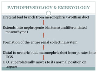 PATHOPHYSIOLOGY & EMBRYOLOGY
Ureteral bud branch from mesonephric/Wolffian duct
Extends into nephrogenic blastema(undifferentiated
mesenchyma)
Formation of the entire renal collecting system
Distal to ureteric bud, mesonephric duct incorporates into
UGS
U.O. superolaterally moves to its normal position on
trigone
 