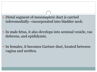  Distal segment of mesonephric duct is carried
inferomedially→incorporated into bladder neck.
 In male fetus, it also develops into seminal vesicle, vas
deferens, and epididymis.
 In females, it becomes Gartner duct, located between
vagina and urethra.
 