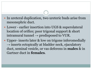  In ureteral duplication, two ureteric buds arise from
mesonephric duct.
 Lower - earlier insertion into UGS & superolateral
location of orifice; poor trigonal support & short
intramural tunnel → predisposed to VUR.
 Upper- inserts later & low on trigone inferomedially
→ inserts ectopically at bladder neck, ejaculatory
duct, seminal vesicle, or vas deferens in males & in
Gartner duct in females.
 