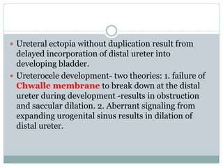  Ureteral ectopia without duplication result from
delayed incorporation of distal ureter into
developing bladder.
 Ureterocele development- two theories: 1. failure of
Chwalle membrane to break down at the distal
ureter during development -results in obstruction
and saccular dilation. 2. Aberrant signaling from
expanding urogenital sinus results in dilation of
distal ureter.
 