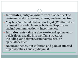  In females, entry anywhere from bladder neck to
perineum and into vagina, uterus, and even rectum.
 May be a/w dilated Gartner duct cyst (Wolffian duct
remnant from which ureter buds)→ Rupture →
vaginal communication→ incontinence.
 In males, entry always above external sphincter or
pelvic floor, usually into wolffian structures,
including vas deferens, seminal vesicles, or
ejaculatory duct.
 No incontinence, but infection and pain of affected
organs (testicles and epididymis).
 