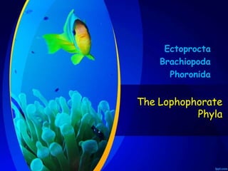 Ectoprocta
Brachiopoda
Phoronida
The Lophophorate
Phyla
 