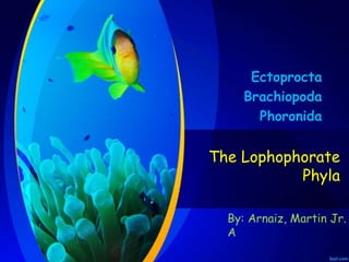 The Lophophorate
Phyla
Ectoprocta
Brachiopoda
Phoronida
By: Arnaiz, Martin Jr.
A
 
