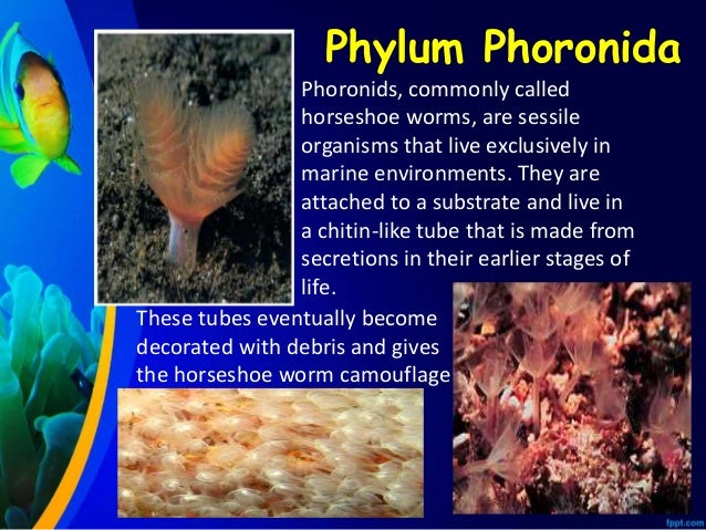 The Lophophorate Phyla - Ectoprocta, Brachiopoda, Phoronida