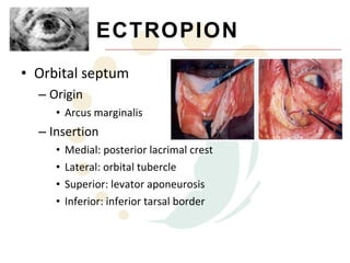 ECTROPION
• Orbital septum
  – Origin
     • Arcus marginalis
  – Insertion
     •   Medial: posterior lacrimal crest
     •   Lateral: orbital tubercle
     •   Superior: levator aponeurosis
     •   Inferior: inferior tarsal border
 
