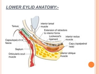 LOWER EYLID ANATOMY:-
 