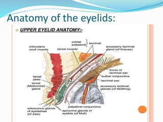 Anatomy of the eyelids:
 