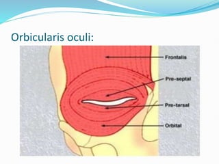 Orbicularis oculi:
 