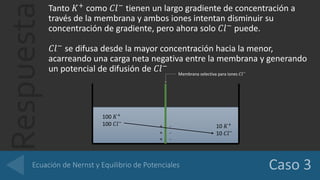 Respuesta
Tanto 𝐾+
como 𝐶𝑙−
tienen un largo gradiente de concentración a
través de la membrana y ambos iones intentan disminuir su
concentración de gradiente, pero ahora solo 𝐶𝑙−
puede.
𝐶𝑙−
se difusa desde la mayor concentración hacia la menor,
acarreando una carga neta negativa entre la membrana y generando
un potencial de difusión de 𝐶𝑙−
100 𝐾+
100 𝐶𝑙−
10 𝐾+
10 𝐶𝑙−
+
+
+
-
-
-
Membrana selectiva para iones 𝐶𝑙−
 