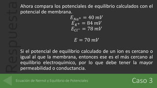 Respuesta
Ahora compara los potenciales de equilibrio calculados con el
potencial de membrana.
𝐸 𝑁𝑎+ = 40 𝑚𝑉
𝐸 𝐾+ = 84 𝑚𝑉
𝐸 𝐶𝑙− = 78 𝑚𝑉
𝐸 = 70 𝑚𝑉
Si el potencial de equilibrio calculado de un ion es cercano o
igual al que la membrana, entonces ese es el más cercano al
equilibrio electroquímico, por lo que debe tener la mayor
permeabilidad o conductancia.
 