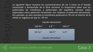 RespuestaLa siguiente figura muestra las concentraciones de los 3 iones en el líquido
intracelular y extracelular de la fibra nerviosa. Es importante saber que los
potenciales de membrana y potenciales del equilibrio siempre están
expresados como potencial intracelular con respecto al potencial extracelular.
Por ejemplo, en este ejemplo la membrana potencial es 70 mV, el interior de la
célula es negativo así que es -70 mV
Líquido intracelular
Líquido extracelular
30 𝑁𝑎+
100 𝐾+
5 𝐶𝑙−
140 𝑁𝑎+
4 𝐾+
100 𝐶𝑙−
- - -
+ + +
- - -
+ + +
+ + +
- - -
 