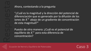 Respuesta Ahora, contestando a la pregunta
“¿Cuál es la magnitud y la dirección del potencial de
diferenciación que es generado por la difusión de los
iones de 𝐾+
abajo de un gradiente de concentración
de esta magnitud?”
Puesto de otra manera: ¿Cuál es el potencial de
equilibrio de 𝐾+
para esta diferencia de
concentración?
 