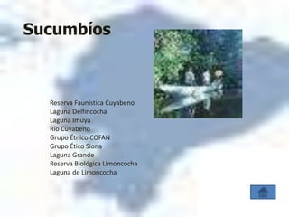 Sucumbíos



  Reserva Faunística Cuyabeno
  Laguna Delfincocha
  Laguna Imuya
  Río Cuyabeno
  Grupo Étnico COFAN
  Grupo Ético Siona
  Laguna Grande
  Reserva Biológica Limoncocha
  Laguna de Limoncocha
 