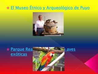    El Museo Étnico y Arqueológico de Puyo




   Parque Real - Exhibición de aves
    exóticas
 