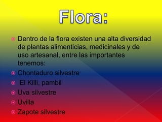  Dentro de la flora existen una alta diversidad
  de plantas alimenticias, medicinales y de
  uso artesanal, entre las importantes
  tenemos:
 Chontaduro silvestre
 El Killi, pambil
 Uva silvestre
 Uvilla
 Zapote silvestre
 
