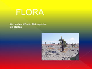 FLORA
Se han identificado 220 especies
de plantas
 