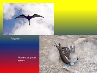 fragatas




      Piquero de patas
      azules
 