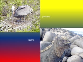 pelicano




iguana
 