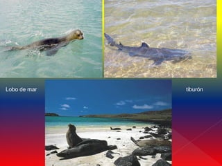 Lobo de mar   tiburón
 