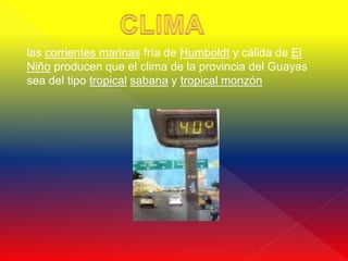 las corrientes marinas fría de Humboldt y cálida de El
Niño producen que el clima de la provincia del Guayas
sea del tipo tropical sabana y tropical monzón
 