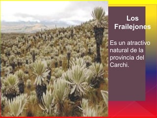Los
 Frailejones

Es un atractivo
natural de la
provincia del
Carchi.
 