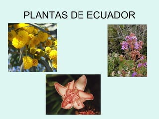 PLANTAS DE ECUADOR
 