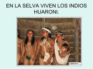 EN LA SELVA VIVEN LOS INDIOS
HUARONI.
 