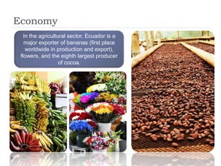 Economy
In the agricultural sector, Ecuador is a
major exporter of bananas (first place
worldwide in production and export),
flowers, and the eighth largest producer
of cocoa.
 
