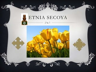 ETNIA SECOYA
 