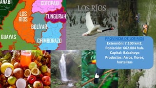 PROVINCIA DE LOS RÍOS
Extensión: 7.100 km2.
Población: 662.884 hab.
Capital: Babahoyo
Productos: Arroz, flores,
hortalizas
 